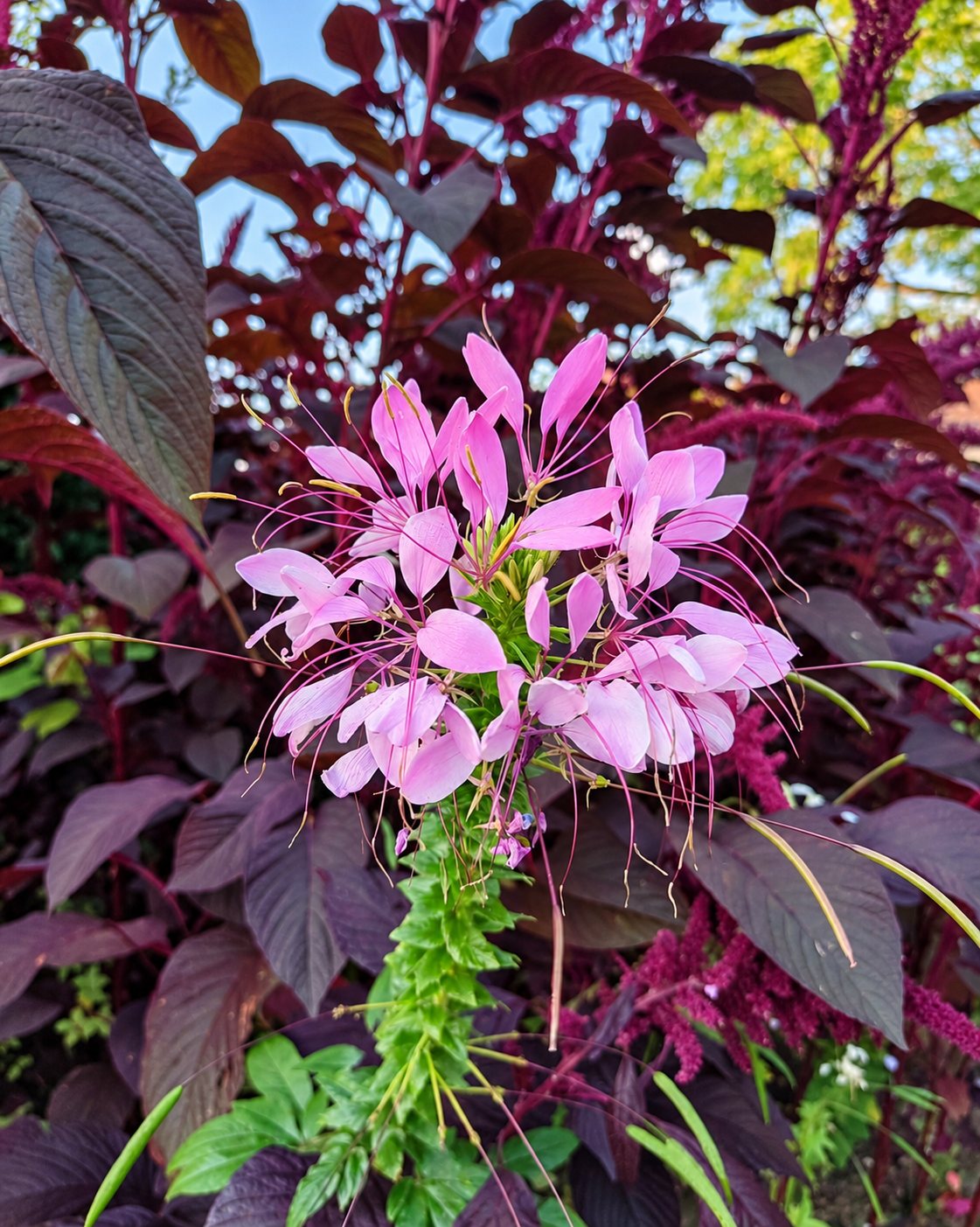 Gros plan sur une fleur rose aux longues étamines fines, entourée de feuilles pourpres et de verdure dans un jardin.