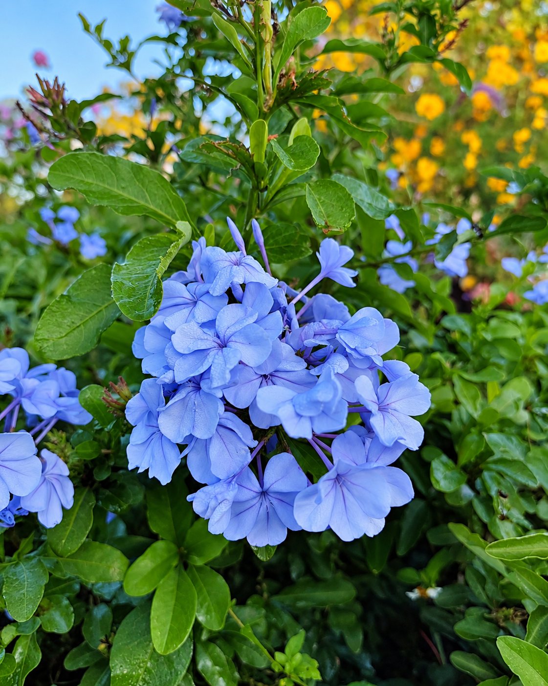 Gros plan sur une grappe de fleurs bleu clair de plumbago entourée de feuillage vert, avec des fleurs jaunes floues à l'arrière-plan.
