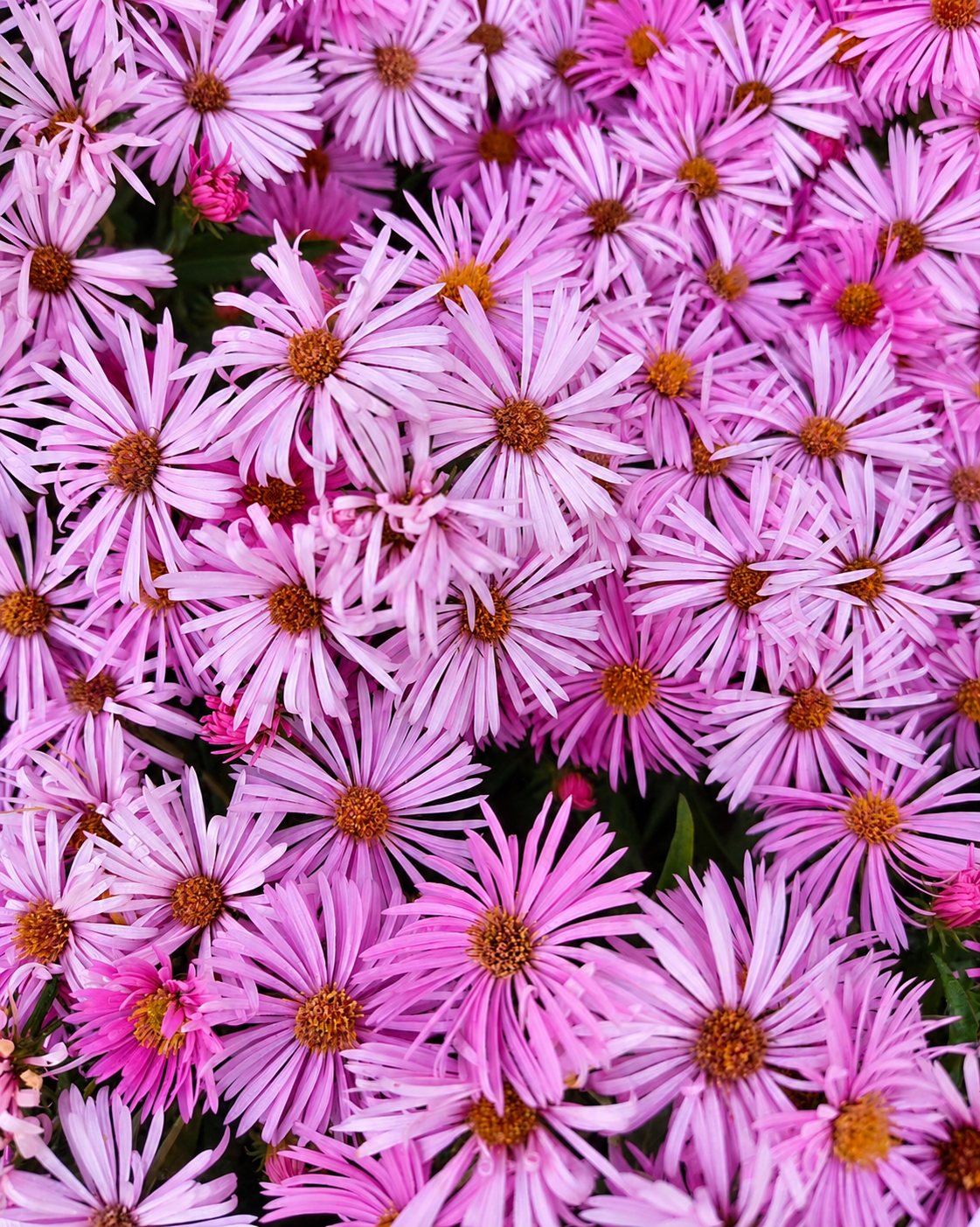 Gros plan sur de nombreuses fleurs d'asters roses et violettes aux centres orangés, serrées les unes contre les autres.