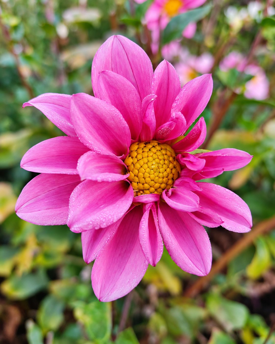Gros plan sur une fleur de dahlia rose vif au centre jaune orangé, couverte de fines gouttes de rosée, devant un feuillage flou.