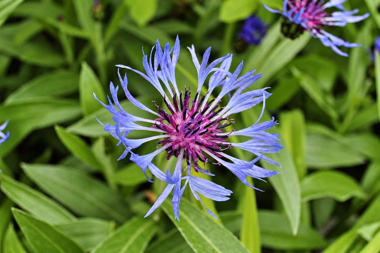 Gros plan d'une fleur de centaurée des montagnes aux pétales bleus effilés et au cœur violet, entourée de feuillage vert.