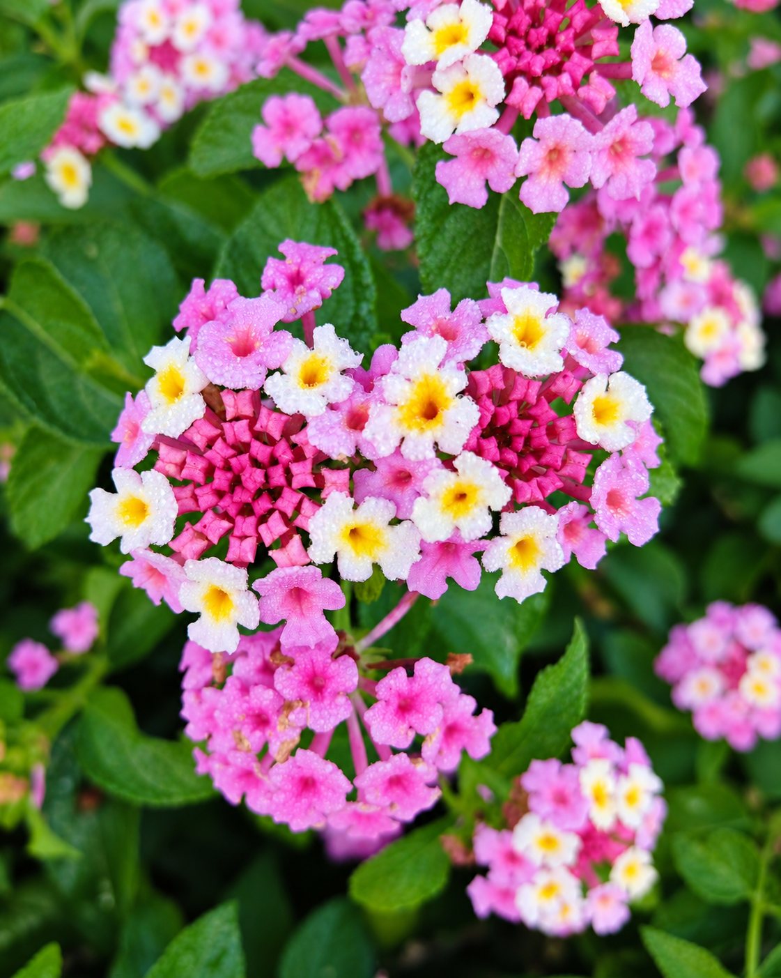 Gros plan sur des grappes de petites fleurs roses, blanches et jaunes de lantana entourées de feuillage vert.