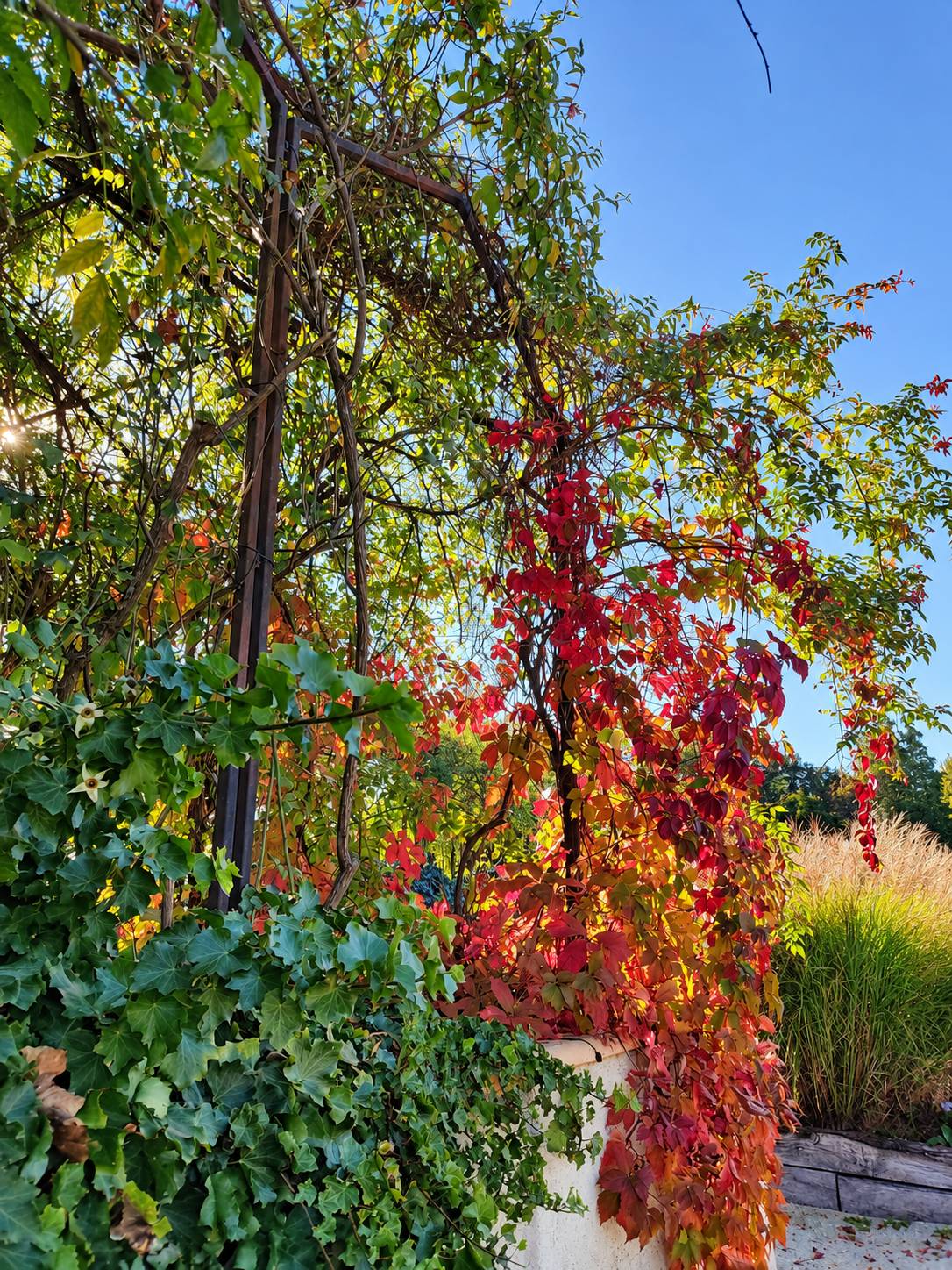 Une pergola en métal est recouverte de vigne vierge aux feuilles rouges et orangées et de lierre vert, devant un ciel bleu et des graminées.