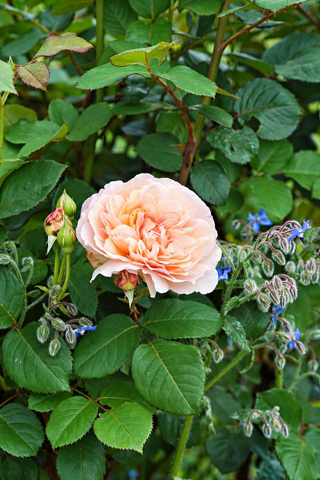 Une grande rose de couleur pêche en pleine floraison, entourée de feuilles vertes, de boutons et de petites fleurs bleues de bourrache.